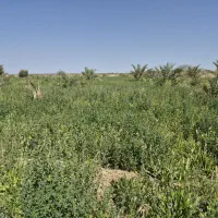 اجاره یونجه (علف)