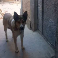 یک عدد سگ گم شده|حیوانات|بجنورد, |دیوار