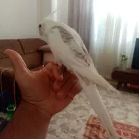 جوجه عروس سخنگو