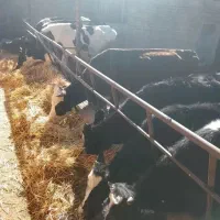 گاو و گوساله