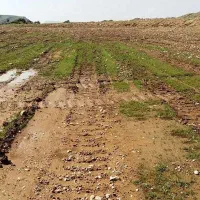فروش زمین آبی زراعی/ روستای سرآب‌ننیز