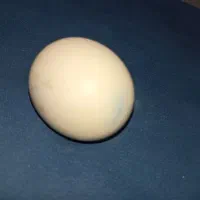 الماس آسیاب|جواهرات|شیراز, لاله|دیوار