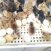 جوجه یک روزه