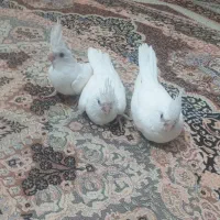 جوجه عروس|پرنده|زهک, |دیوار