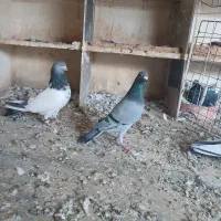 پلاکی