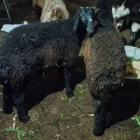 گوسفند یکی‌نر یکی‌ماده
