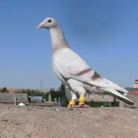 نر و ماده اوقون پیازی ذات شوریستر