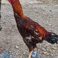 لاری