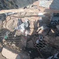 کفتر|پرنده|زابل, |دیوار