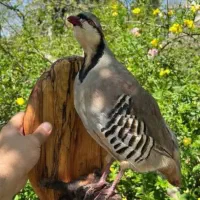 مجسمه طبیعی