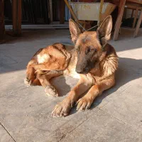 سگ ژرمن شپرد آلمانی اصل