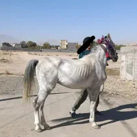 اسب سفید|اسب و تجهیزات اسبسواری|خرمآباد, |دیوار