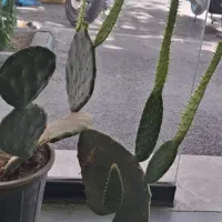 فروش-2باب-مغازه-تجاری-با-ملکیت-سند-تک-برگ