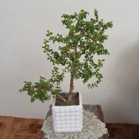 گل خرفه