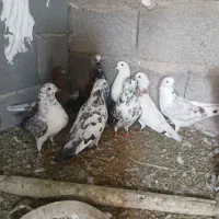 کبوتر