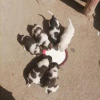 سگ پا کوتاه