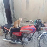 واگذاری گربه