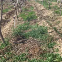 باغبانی گلکاری صفرتاصدهرس درختان کوددهی تیلرزنی|خدمات باغبانی و درختکاری|مشهد, سجاد شهر|دیوار