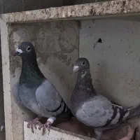 کبوتر نر و ماده جفت|پرنده|قزوین, |دیوار