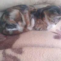 ۲ گربه ماده