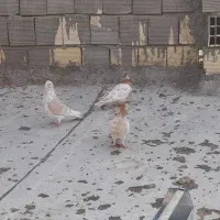 فروش ۳ عدد کبوتر|پرنده|نجف‌آباد, یزدانشهر|دیوار