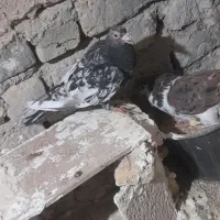 کفتر|پرنده|شیروان (خراسان), |دیوار