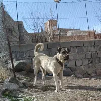ماده گوزل سرابی خالص