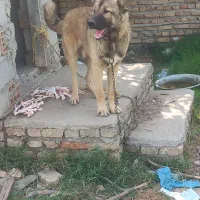 سگ پژدر ۵ ماهه|سگ|بندر ترکمن, |دیوار