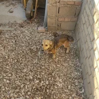 سگ بازیگوش زرنگ نر دوساله