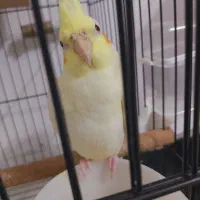 عروس هلندی لوتیونو|پرنده|علی‌آباد کتول, |دیوار