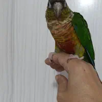 گرینچیک سخنگو نر|پرنده|رشت, کوی مهر|دیوار