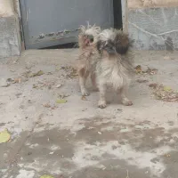 سگ شیتزو و میکس پامر معاوضه