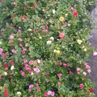 باغبانی هرس سم پاشی بریدن درختکاری با اره موتوری|خدمات باغبانی و درختکاری|شیراز, نارنجستان|دیوار