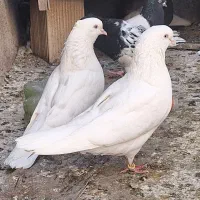 سفید مهر کاشان