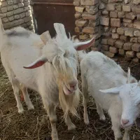 بزغاله ماده سانن ونر بز سانن