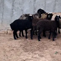 ۳ راس گوسفند شال بره درشت میش ها باز آبستن