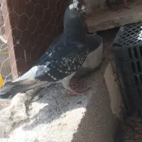 سبز ونکی ماده