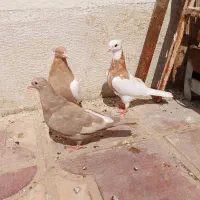 کبوتر ، کفتر ، 3 عدد کبوتر|پرنده|شیراز, شهرک گلستان|دیوار