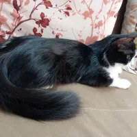 گربه ملوس نژاد تاکسیدو