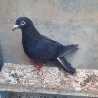 خال چپ و زاغ صید و سینه سیاه