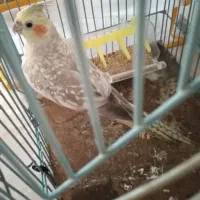 عروس هلندی ماده طاووسی کاملا دستی