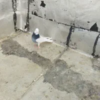 طوقی صحرایی نر