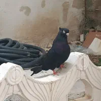 زاغ آبادانی اصل بی نقص