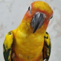 یک جفت طوطی سان کانور  خورشیدی رام دستی