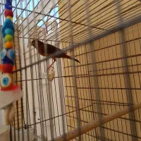 قناری سرخ سوخته  نر|پرنده|صدرا-فارس, فاز ۱|دیوار