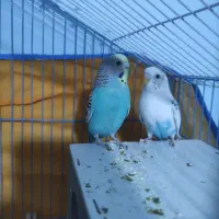 جفت مرغ عشق|پرنده|بم, |دیوار