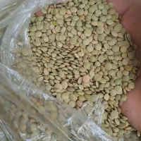 عدس|خوردنی و آشامیدنی|اردبیل, |دیوار