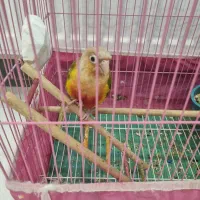 گرینچیک|پرنده|ابریشم, |دیوار