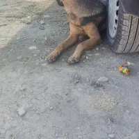 فروش سگ ژرمن ورک چند ماهه اصیل|سگ|سیدان, |دیوار