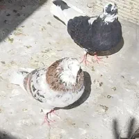 شازده سرور